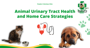 ++Animal Urinary Tract Health and Home Care Strategies