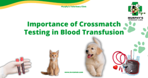 ++Importance of Crossmatch Testing in Blood Transfusion