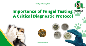 ++Importance of Fungal Testing A Critical Diagnostic Protocol