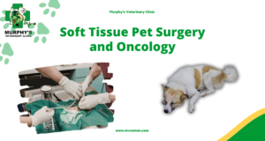 ++Soft Tissue Pet Surgery and Oncology