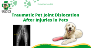 Traumatic Pet Joint Dislocation After Injuries in Pets