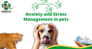 Anxiety and Stress Management in pets
