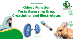 Kidney Function Tests Assessing Urea, Creatinine, and Electrolytes