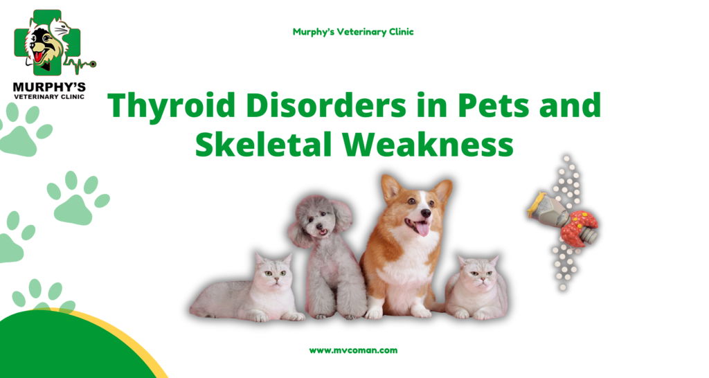 Thyroid Disorders in Pets and Skeletal Weakness