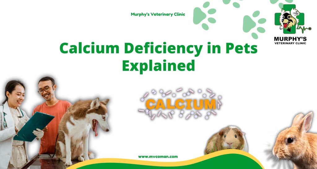 Calcium Deficiency in Pets Explained (1)