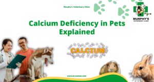 Calcium Deficiency in Pets Explained (1)