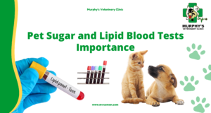 Pet Sugar and Lipid Blood Tests Importance