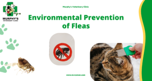 Environmental Prevention of Fleas