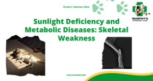 Sunlight Deficiency and Metabolic Diseases Skeletal Weakness