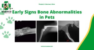 Early Signs Bone Abnormalities in Pets
